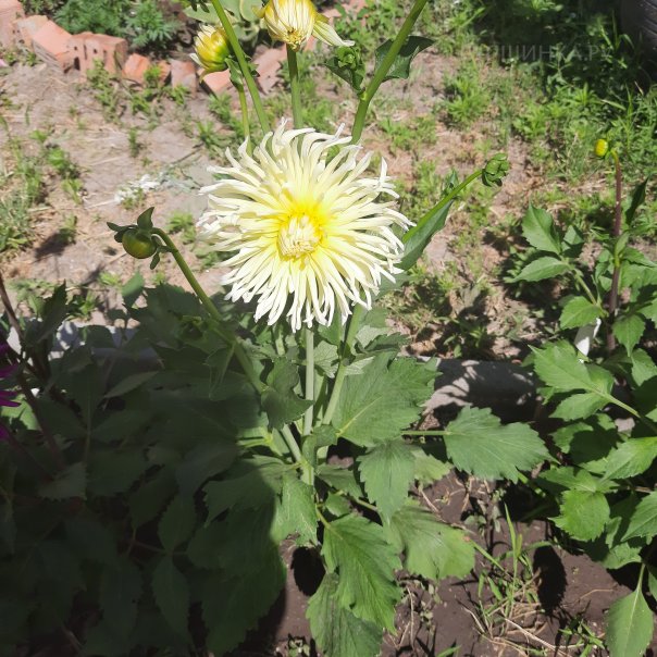 превью изображения отзыва