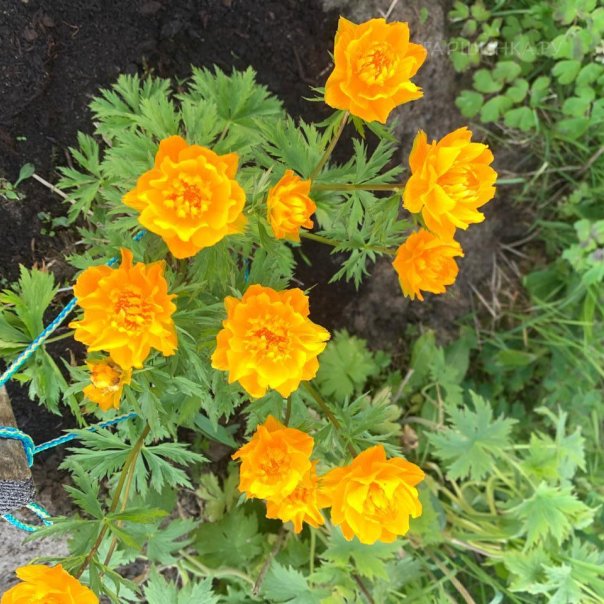 превью изображения отзыва