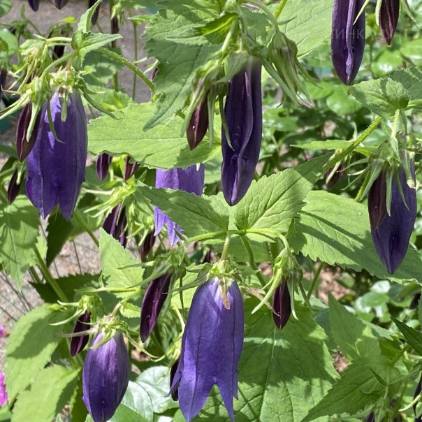 превью изображения отзыва