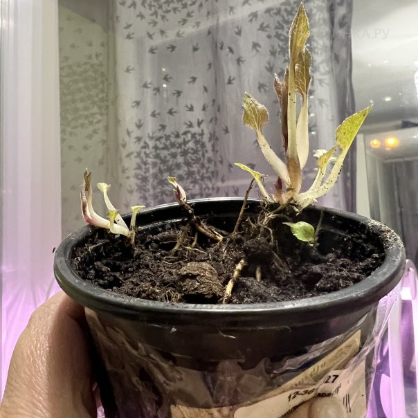 превью изображения отзыва