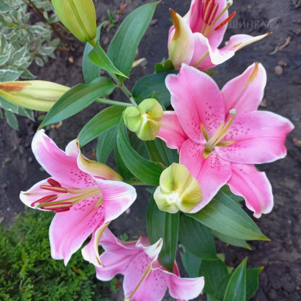 превью изображения отзыва