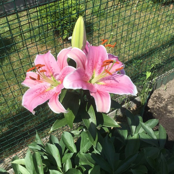 превью изображения отзыва