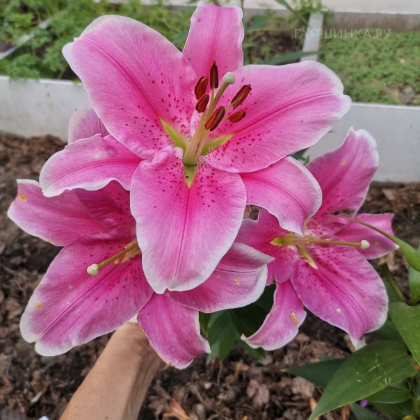 превью изображения отзыва