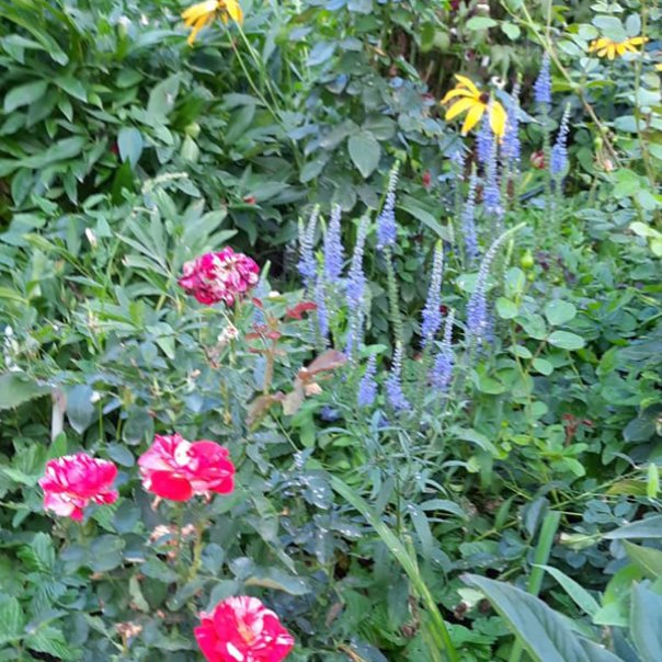 превью изображения отзыва