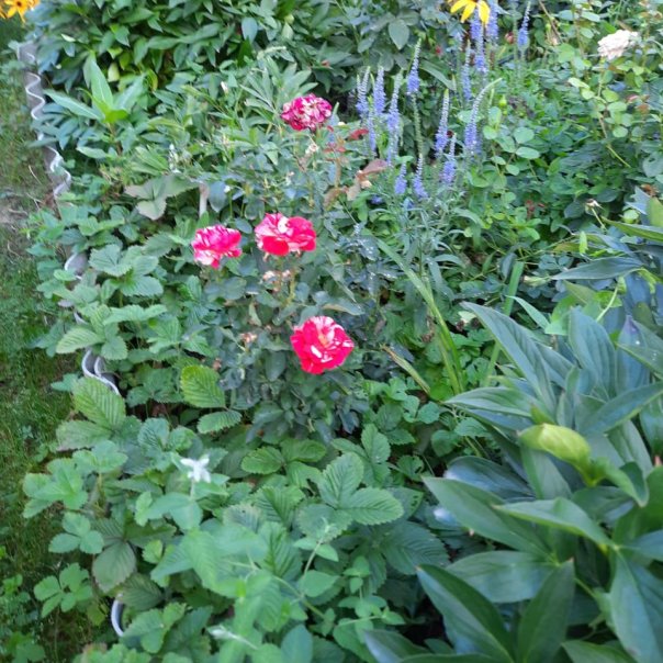 превью изображения отзыва