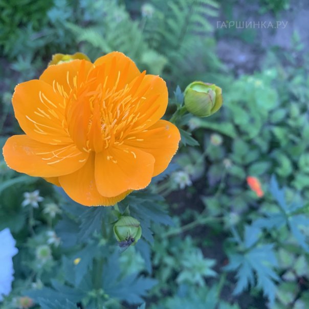 превью изображения отзыва