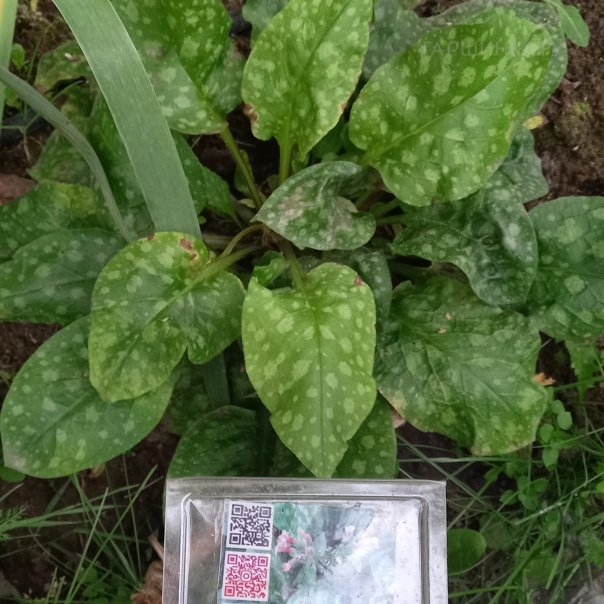 превью изображения отзыва