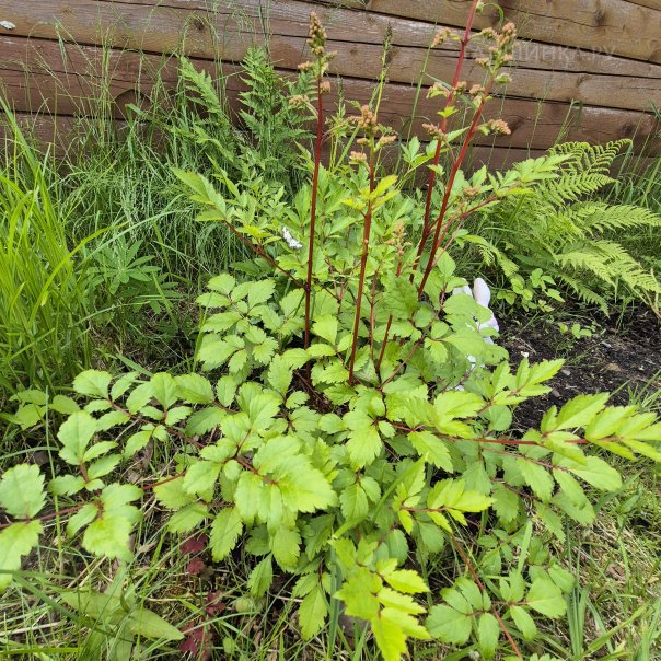 превью изображения отзыва