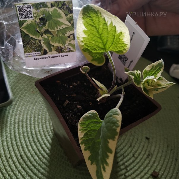 превью изображения отзыва