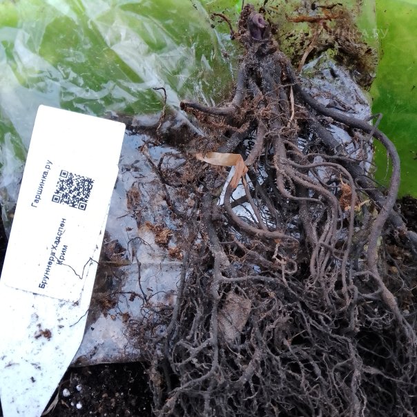 превью изображения отзыва