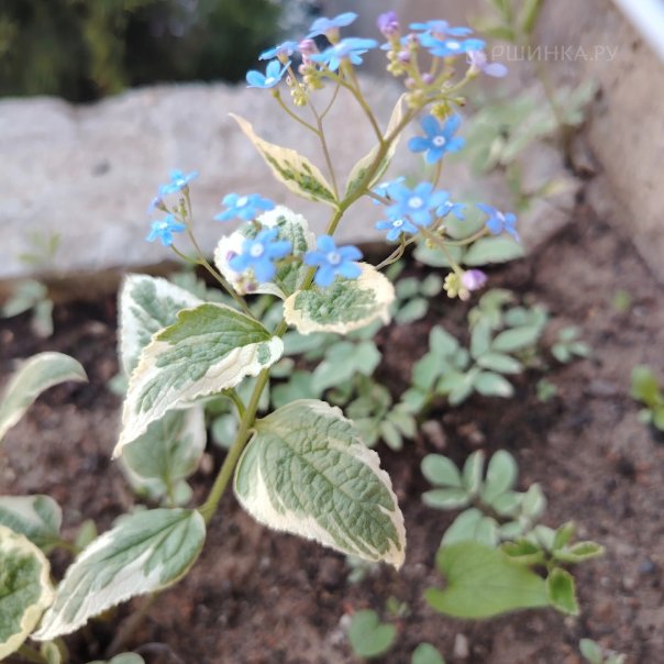 превью изображения отзыва