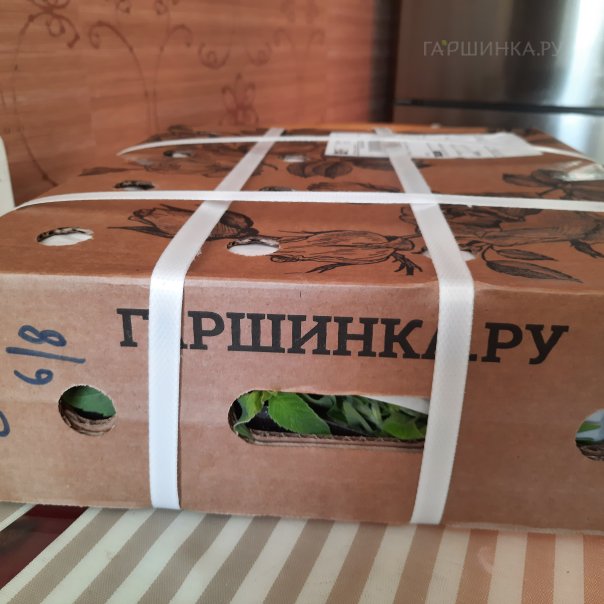 превью изображения отзыва