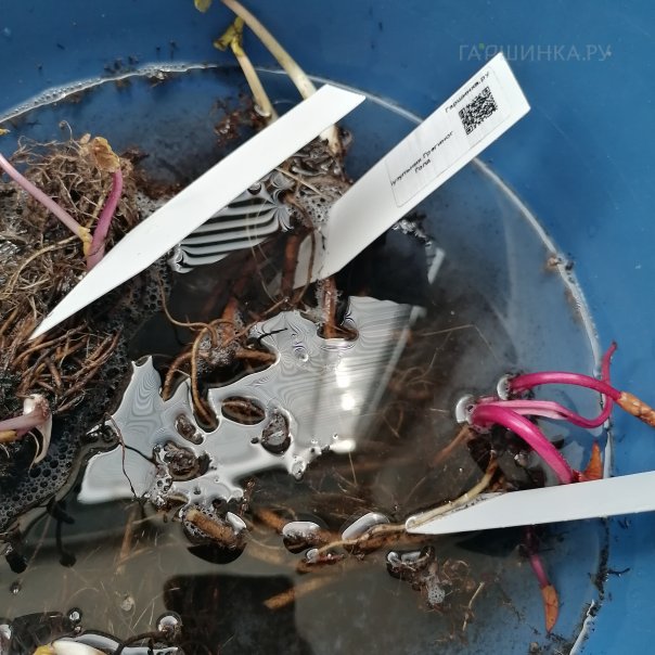 превью изображения отзыва