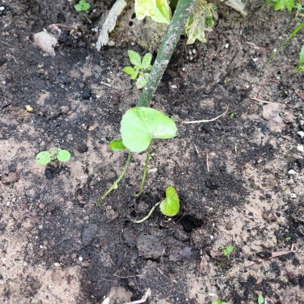 превью изображения отзыва