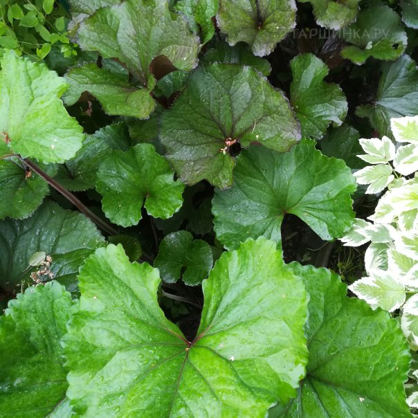 превью изображения отзыва