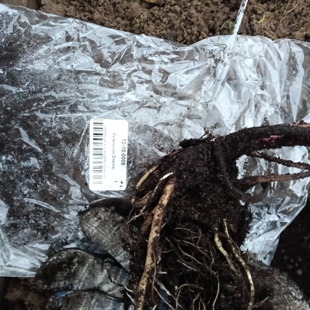 превью изображения отзыва