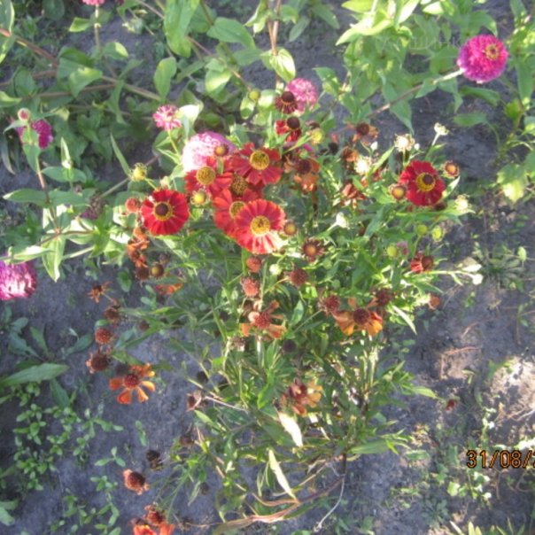 превью изображения отзыва