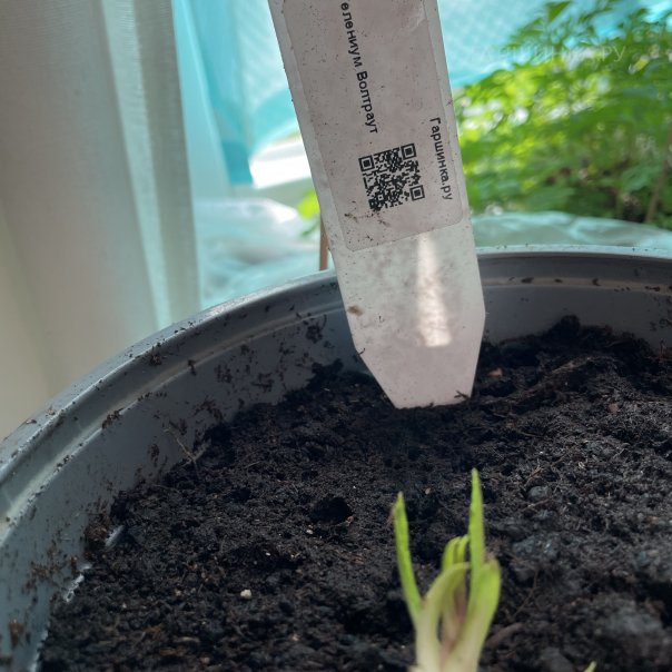 превью изображения отзыва