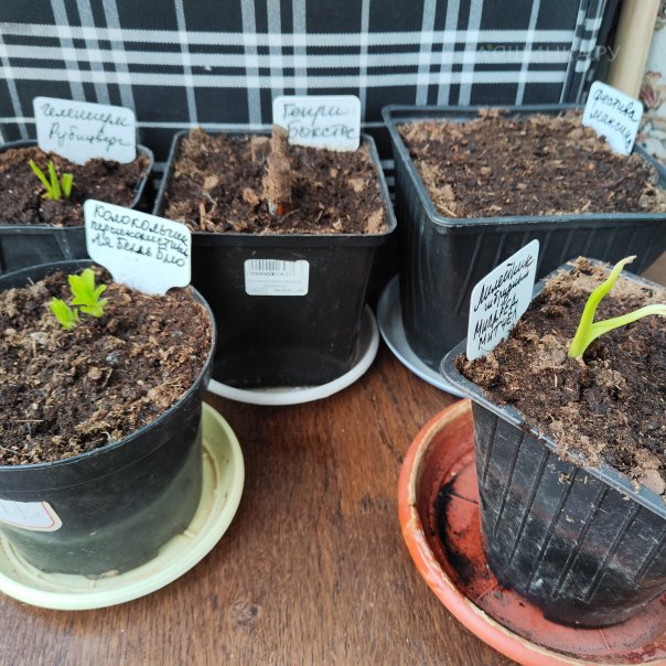 превью изображения отзыва