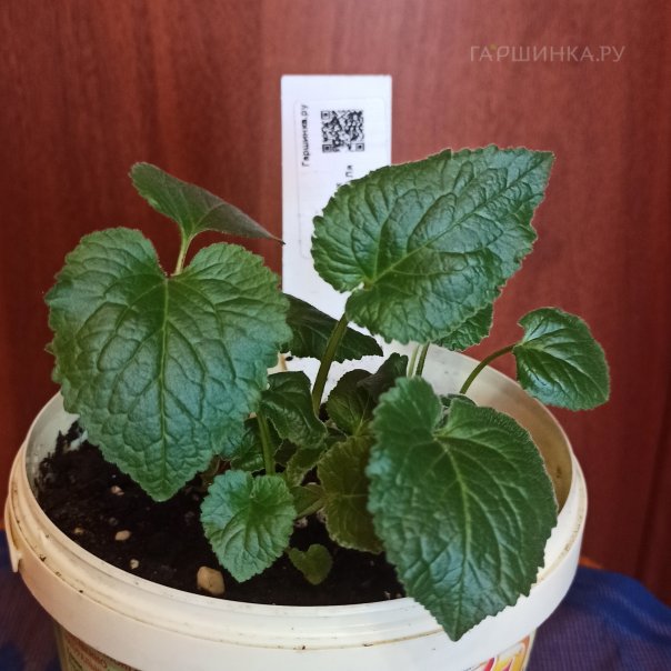 превью изображения отзыва