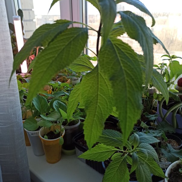 превью изображения отзыва