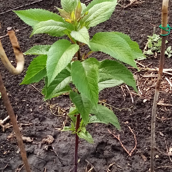 превью изображения отзыва