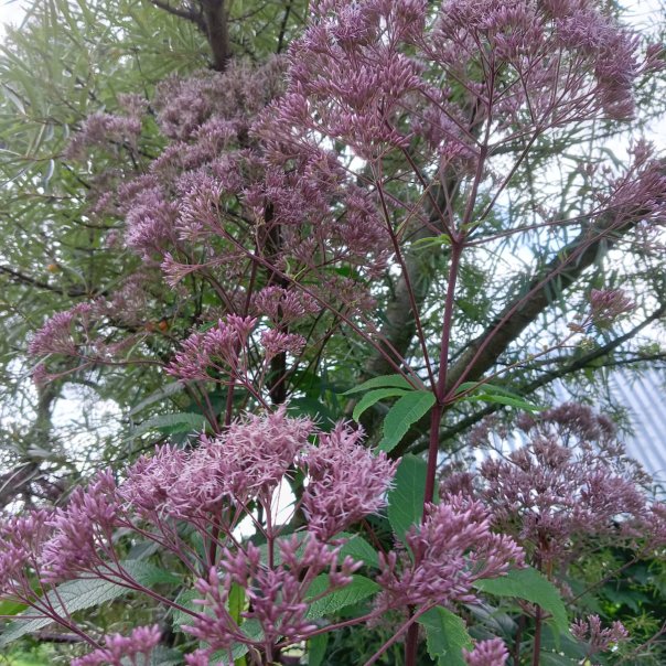 превью изображения отзыва