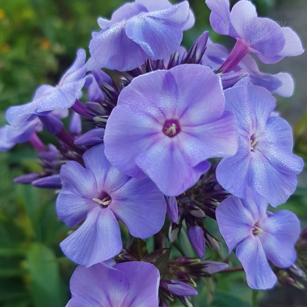 превью изображения отзыва