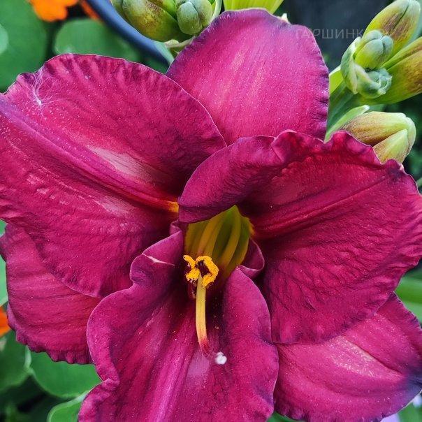 превью изображения отзыва