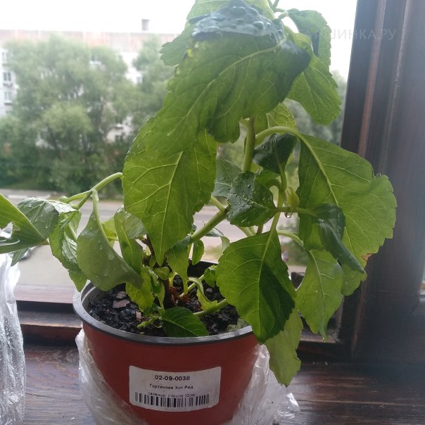 превью изображения отзыва