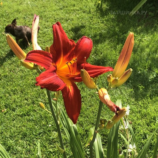 превью изображения отзыва