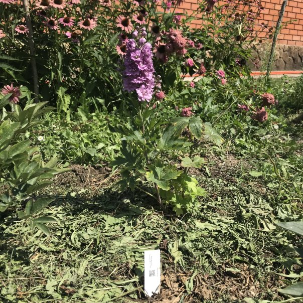 превью изображения отзыва