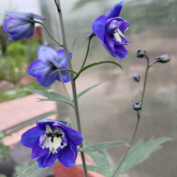 превью изображения отзыва