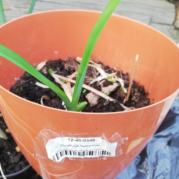 превью изображения отзыва