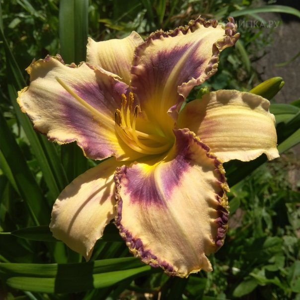 превью изображения отзыва