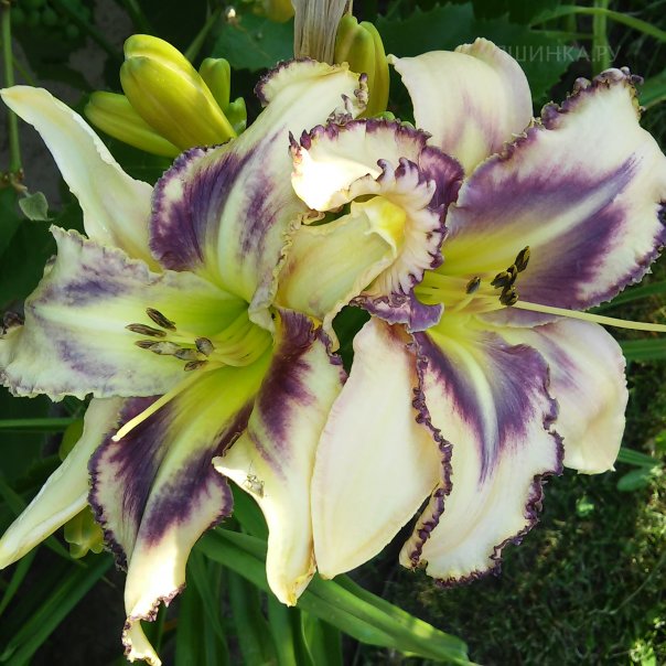 превью изображения отзыва