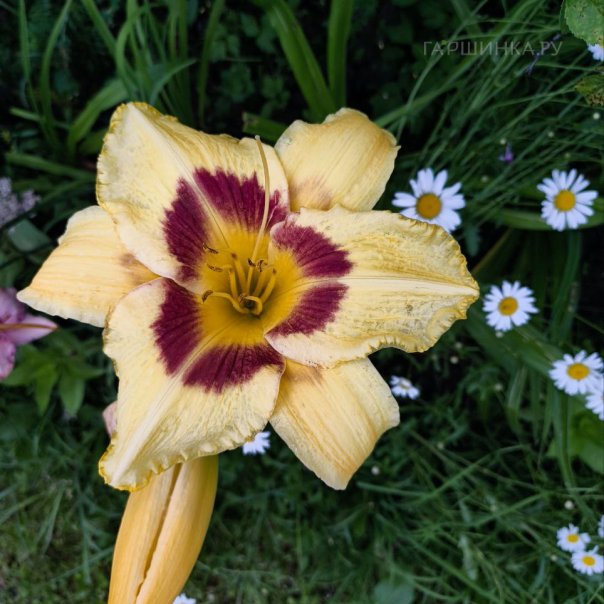 превью изображения отзыва