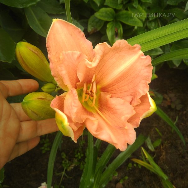 превью изображения отзыва