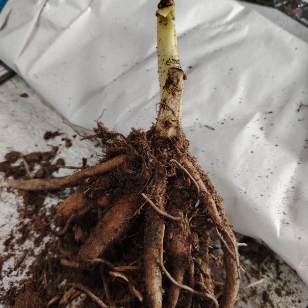 превью изображения отзыва