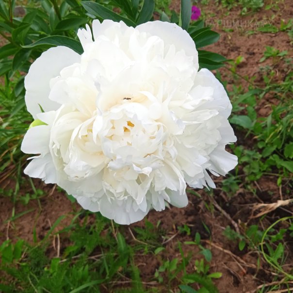 превью изображения отзыва