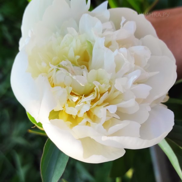 превью изображения отзыва