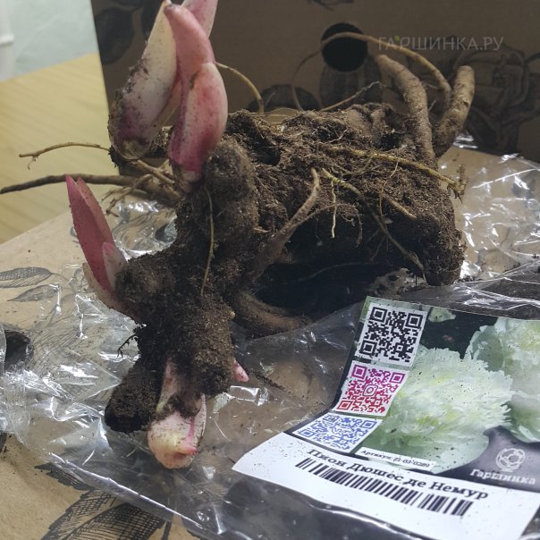 превью изображения отзыва