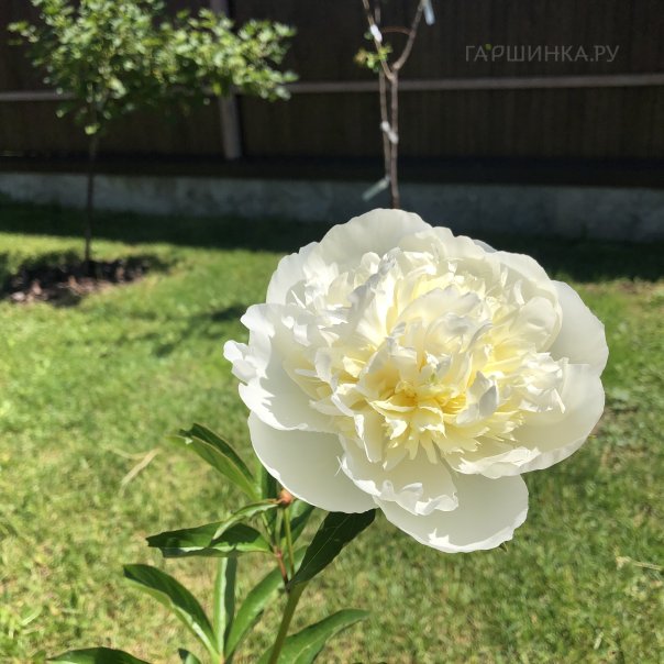 превью изображения отзыва