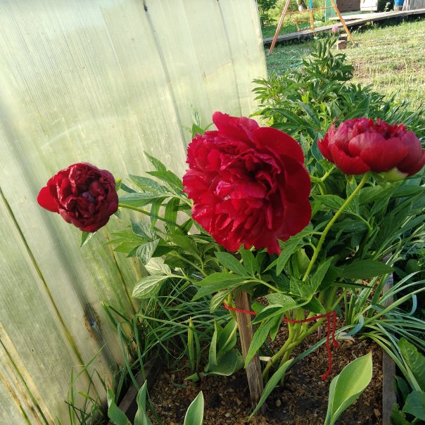 превью изображения отзыва