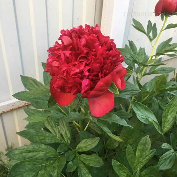 превью изображения отзыва