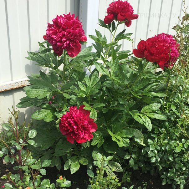 превью изображения отзыва