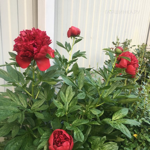 превью изображения отзыва