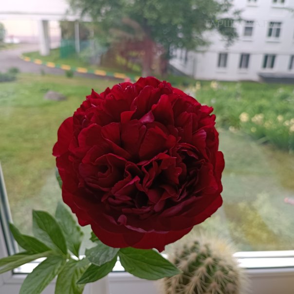 превью изображения отзыва