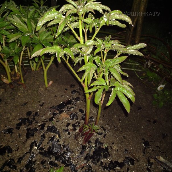 превью изображения отзыва