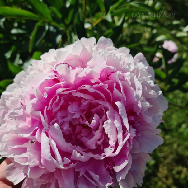 превью изображения отзыва